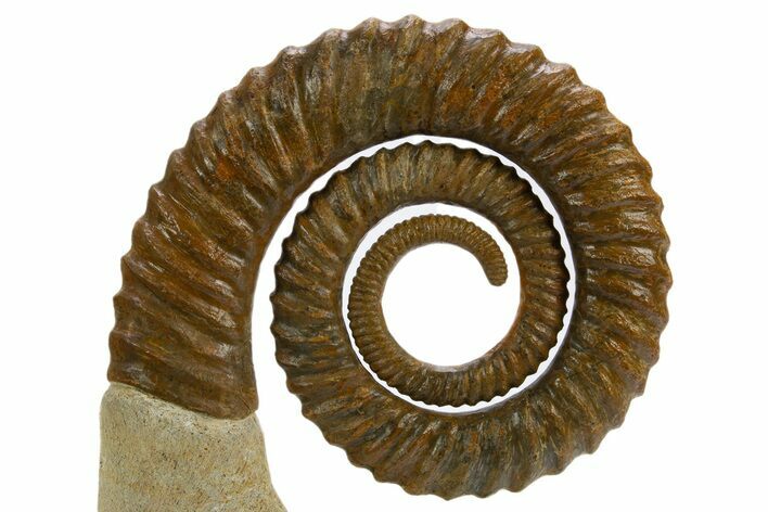 Early Devonian Ammonoid (Anetoceras) - Tazarine, Morocco #312713